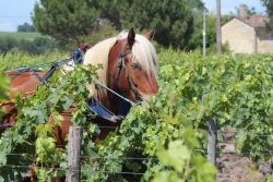 Toutlevin vous explique tous les avantages à travailler avec un cheval !
