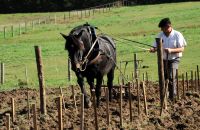Perfectionnement à la Traction équine en viticulture