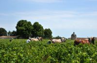 Initiation à la Traction équine en viticulture