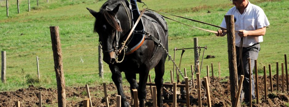 Perfectionnement à la Traction équine en viticulture
