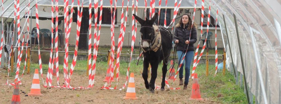 Initiation à la Traction Asine en maraîchage