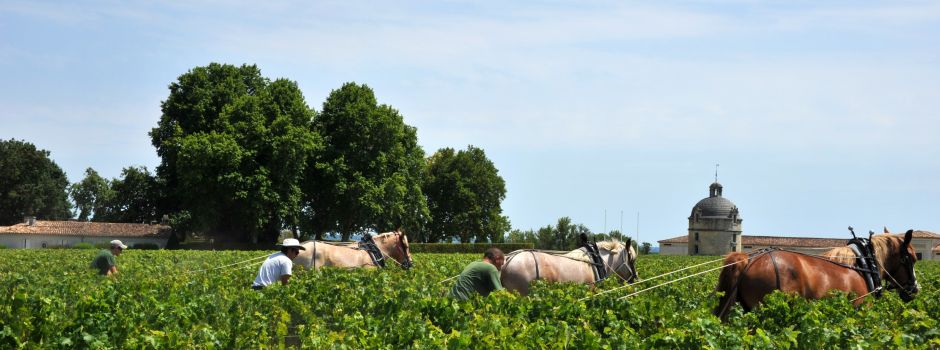 Initiation à la Traction équine en viticulture